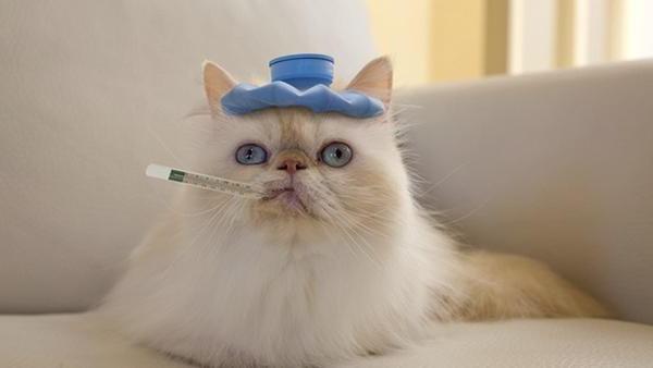 ¿Cómo se transmite la leucemia viral de los gatos? Síntomas y tratamiento