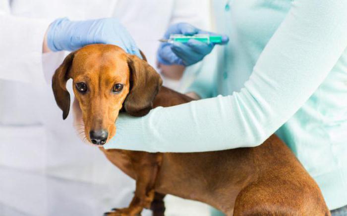 Cuarentena después de la vacunación contra la rabia en perros. Horario de vacunaciones