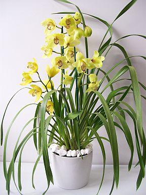 Orquídea Cymbidium: ¿cómo cuidar?