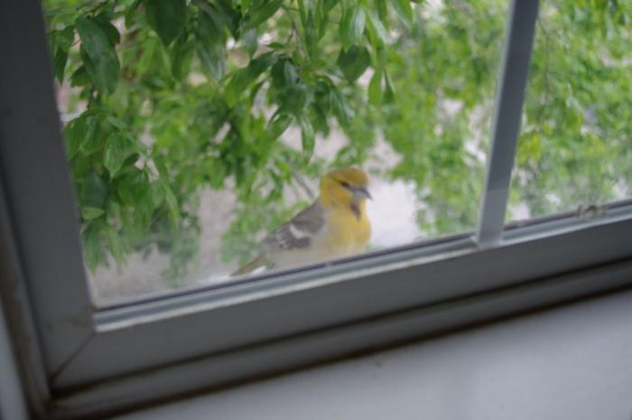 qué toca el pájaro en la ventana