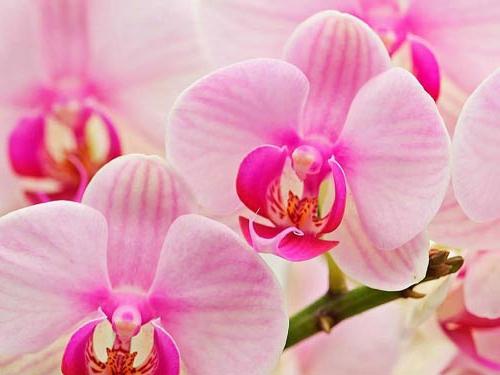 Orquídea: un vampiro energético, ¿o de dónde vienen los dobladores?