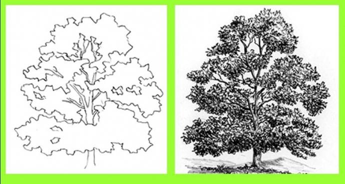 Cómo dibujar un árbol: clases magistrales para todos los gustos