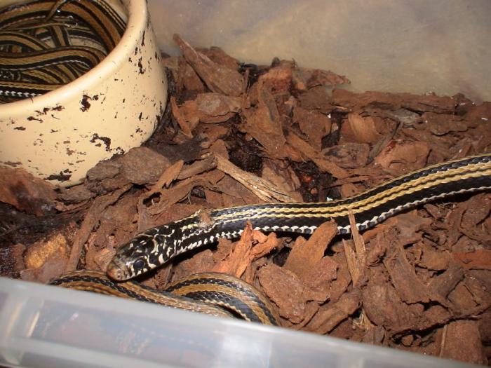 Datos interesantes sobre los reptiles: cómo se multiplican las serpientes