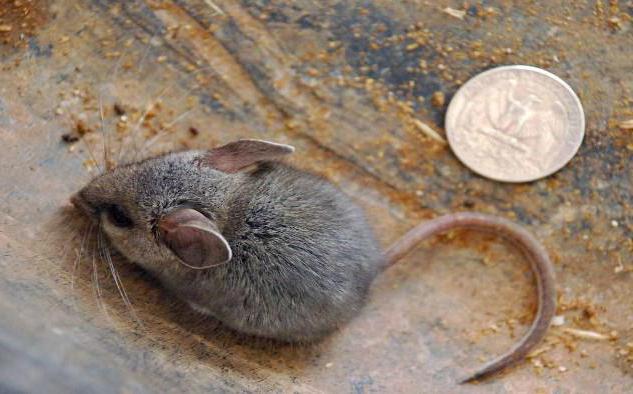 Ratones que cavan la tierra: especies y forma de vida